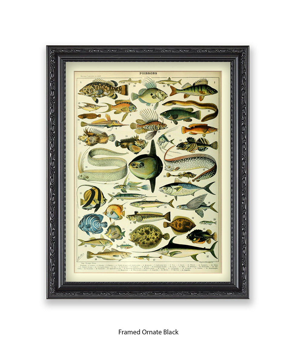 Poissons 1 to 40 French Botanical Art Print