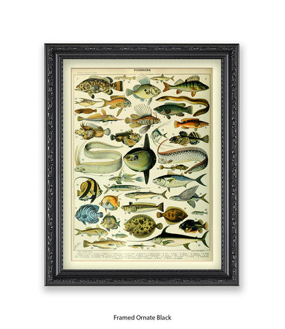 Poissons 1 to 40 French Botanical Art Print