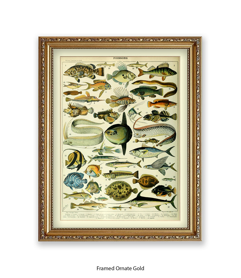 Poissons 1 to 40 French Botanical Art Print