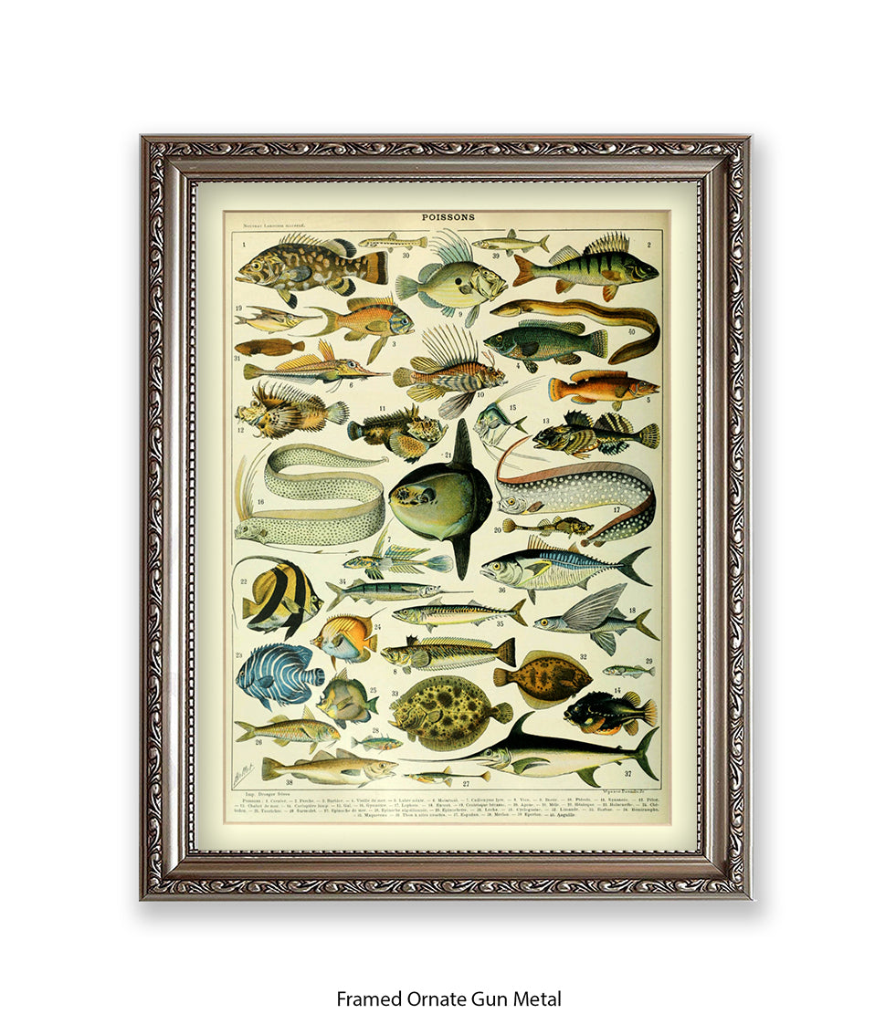 Poissons 1 to 40 French Botanical Art Print