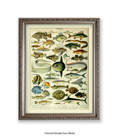 Poissons 1 to 40 French Botanical Art Print