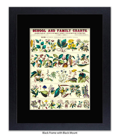 School & Family Charts - Fruits Roots & Plants Art Print