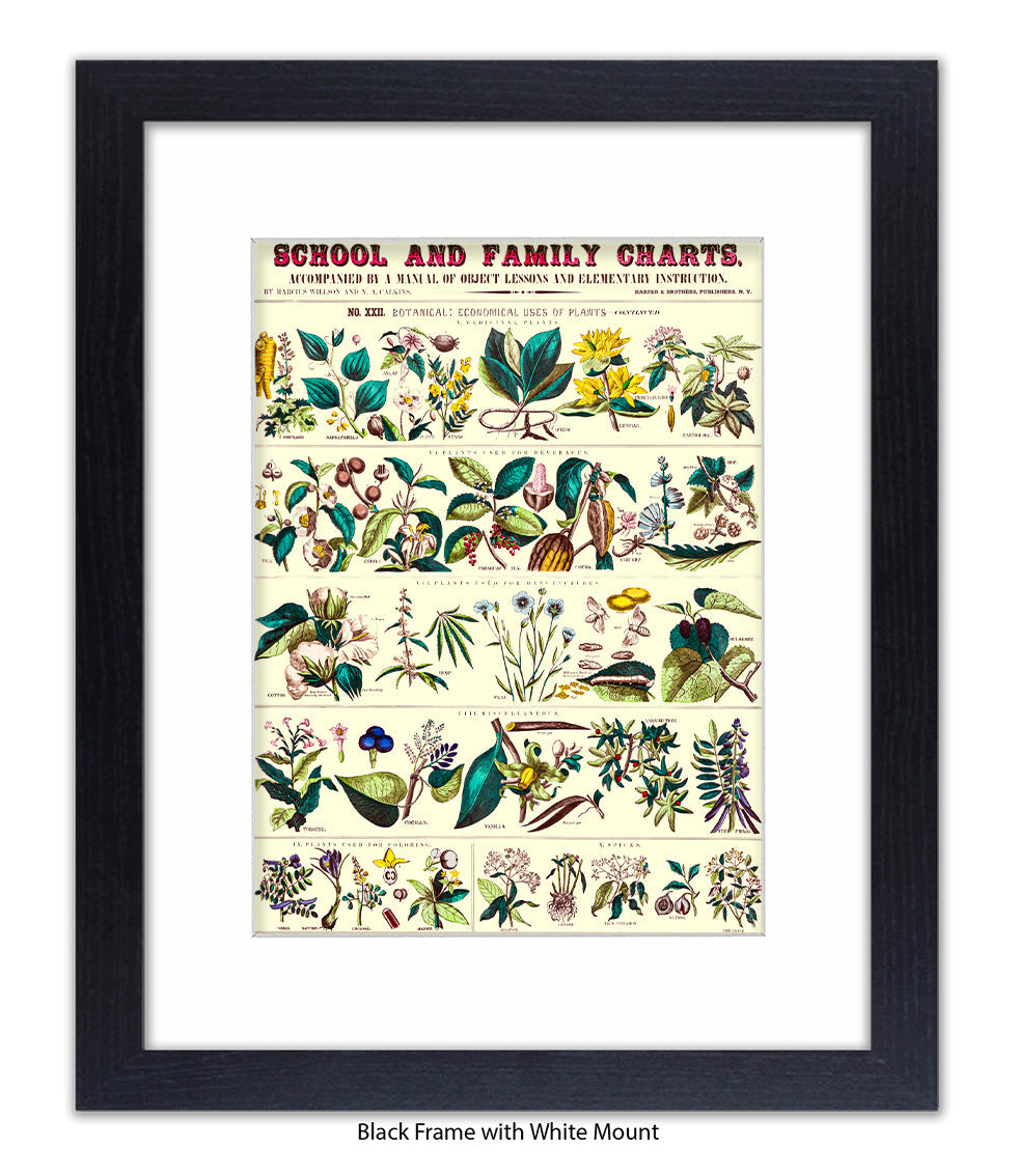 School & Family Charts - Fruits Roots & Plants Art Print