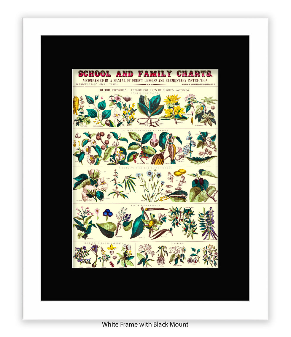 School & Family Charts - Fruits Roots & Plants Art Print