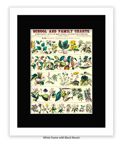 School & Family Charts - Fruits Roots & Plants Art Print