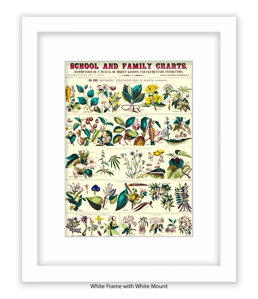 School & Family Charts - Fruits Roots & Plants Art Print