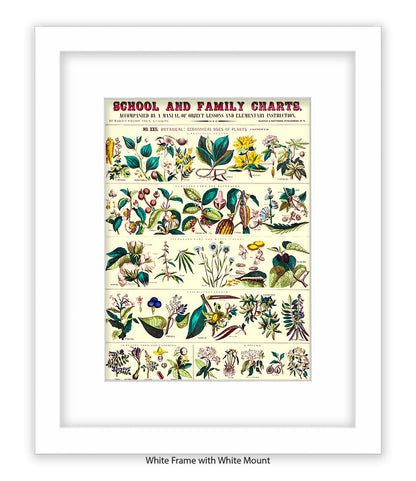 School & Family Charts - Fruits Roots & Plants Art Print