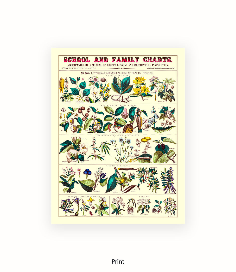 School & Family Charts - Fruits Roots & Plants Art Print