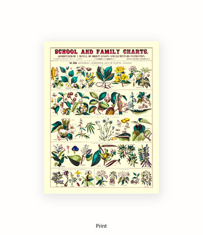 School & Family Charts - Fruits Roots & Plants Art Print