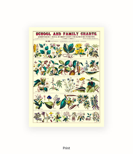 School & Family Charts - Fruits Roots & Plants Art Print