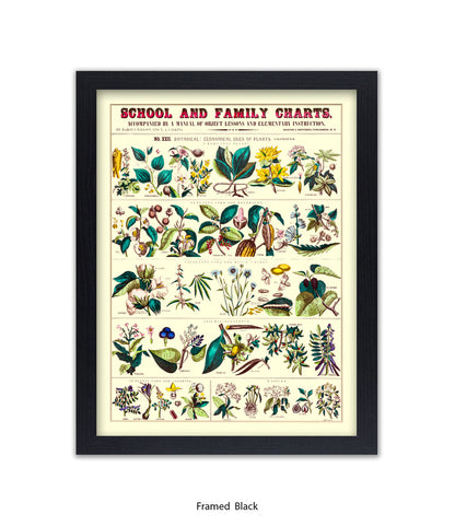 School & Family Charts - Fruits Roots & Plants Art Print