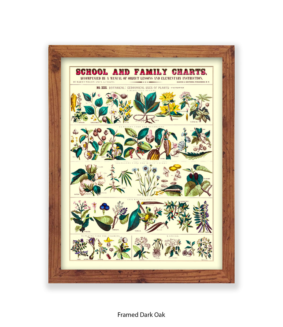 School & Family Charts - Fruits Roots & Plants Art Print