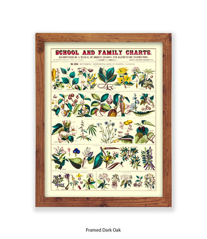 School & Family Charts - Fruits Roots & Plants Art Print