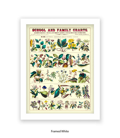 School & Family Charts - Fruits Roots & Plants Art Print