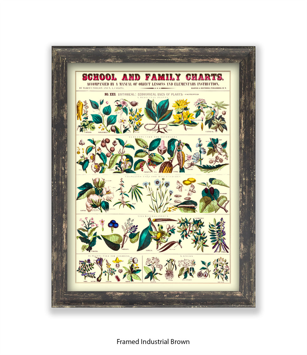 School & Family Charts - Fruits Roots & Plants Art Print