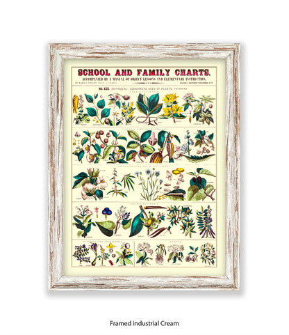 School & Family Charts - Fruits Roots & Plants Art Print