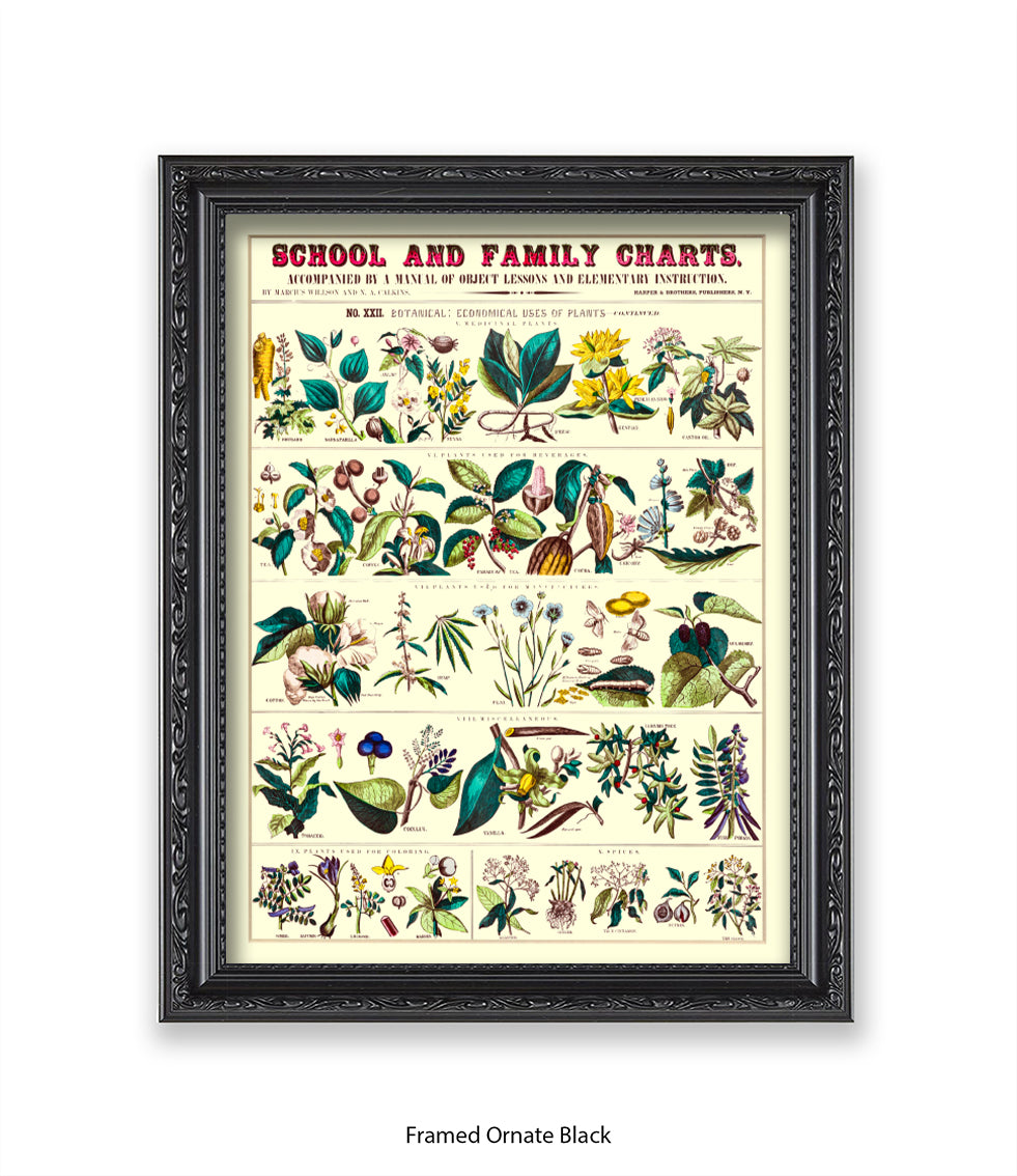 School & Family Charts - Fruits Roots & Plants Art Print