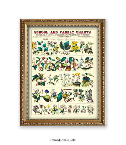 School & Family Charts - Fruits Roots & Plants Art Print