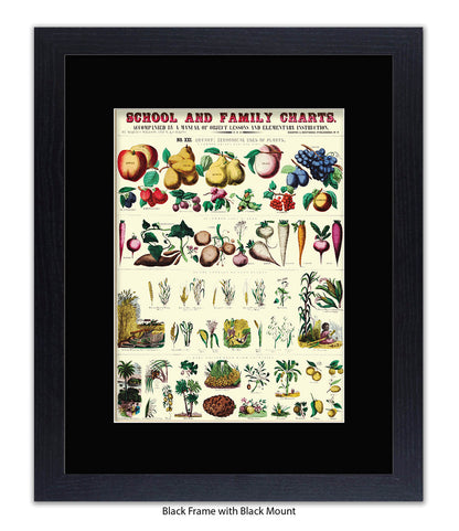 School & Family Charts - Plants Art Print