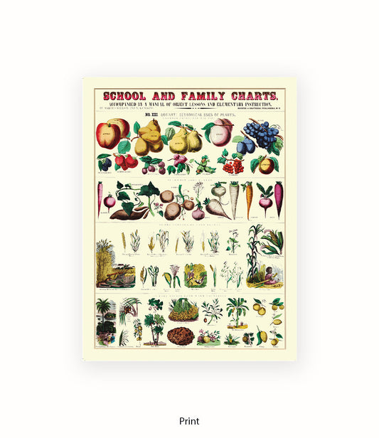 School & Family Charts - Plants Art Print