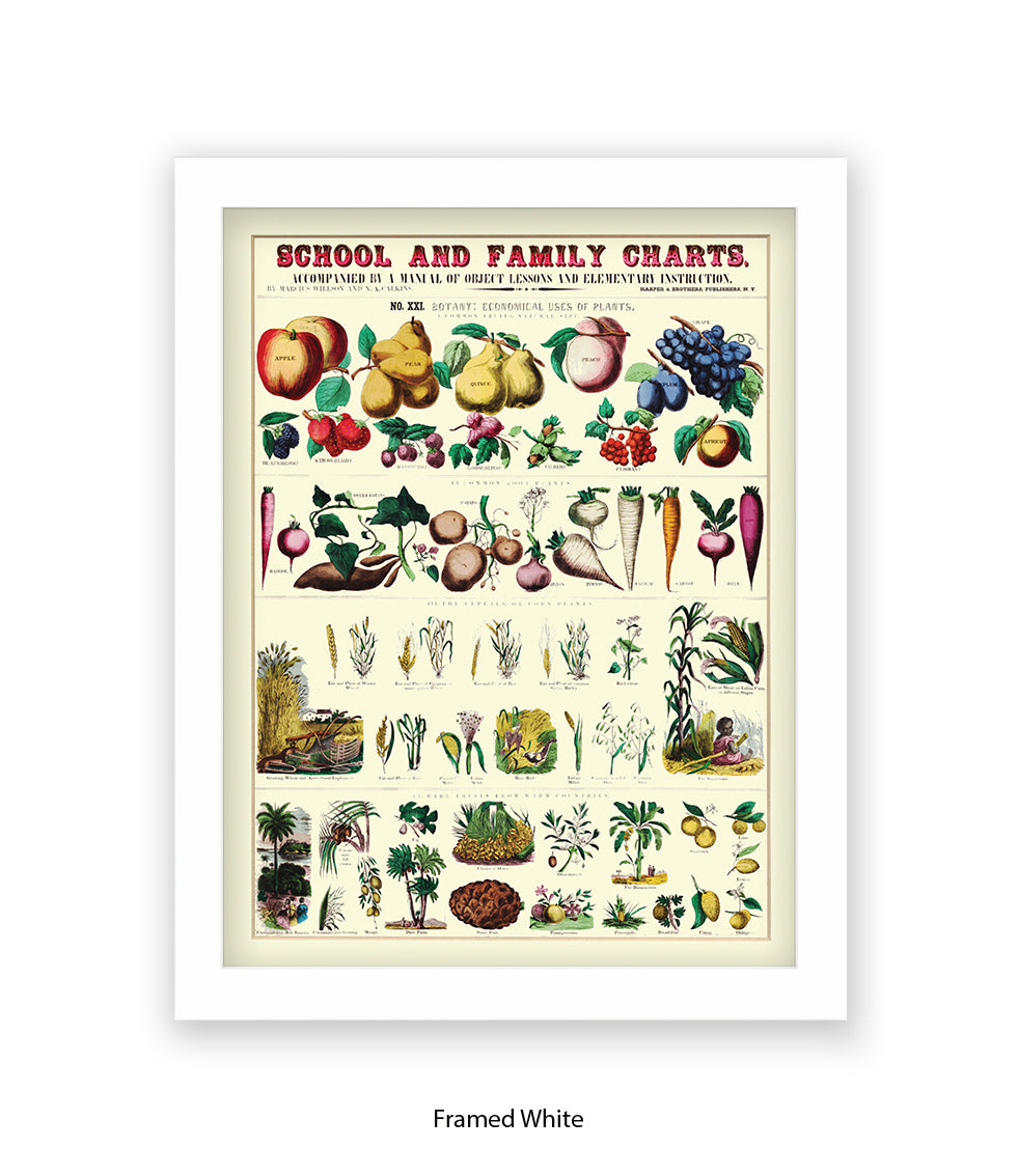 School & Family Charts - Plants Art Print