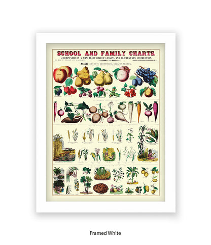 School & Family Charts - Plants Art Print