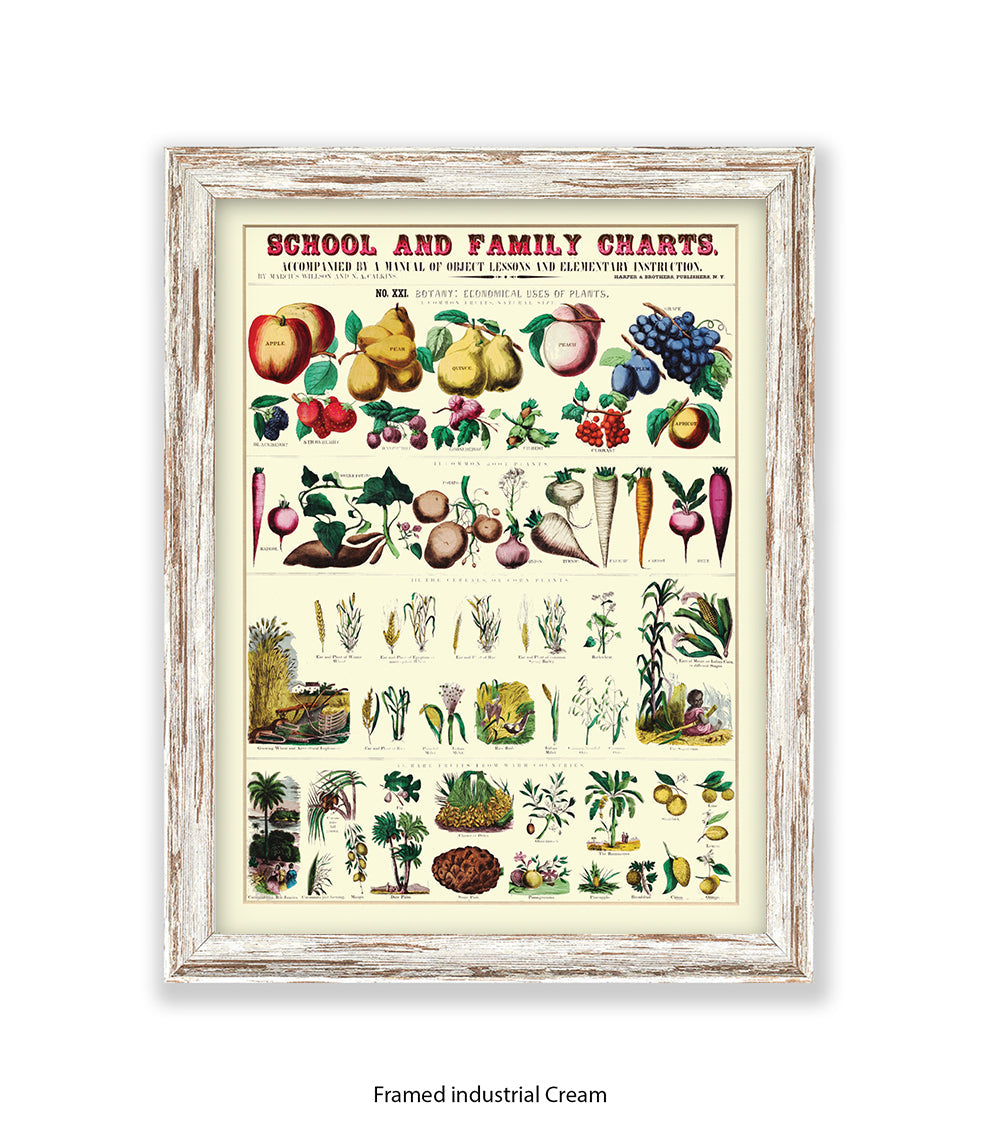 School & Family Charts - Plants Art Print