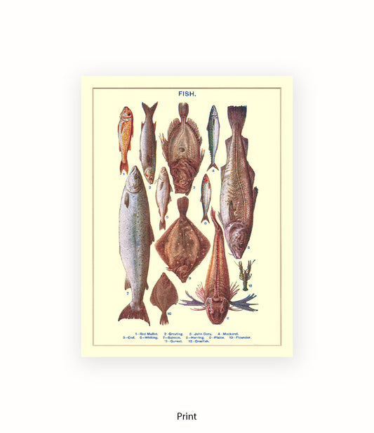 Sea Fish - 1 -12 -  Art Print