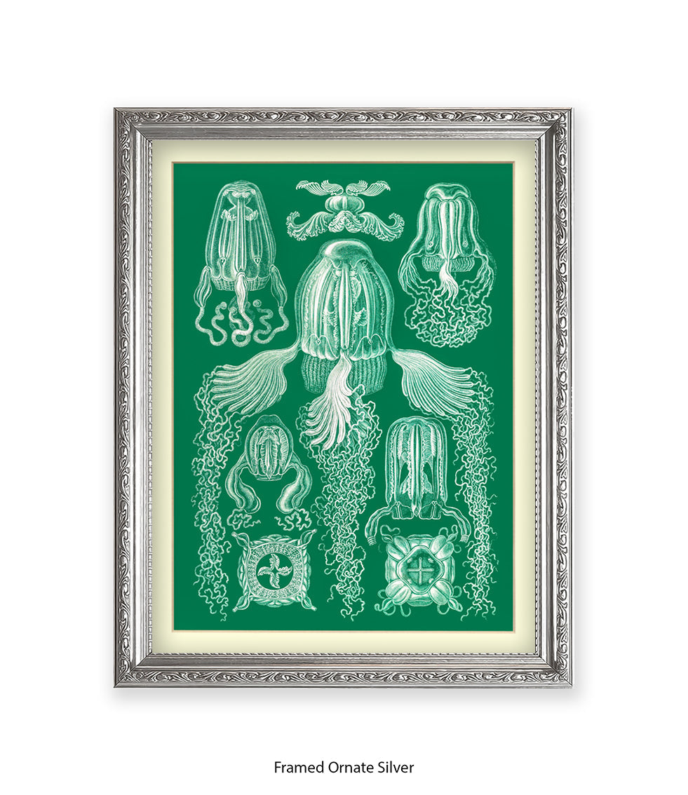 Jelly Fish Botanical Art Print