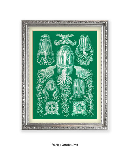 Jelly Fish Botanical Art Print