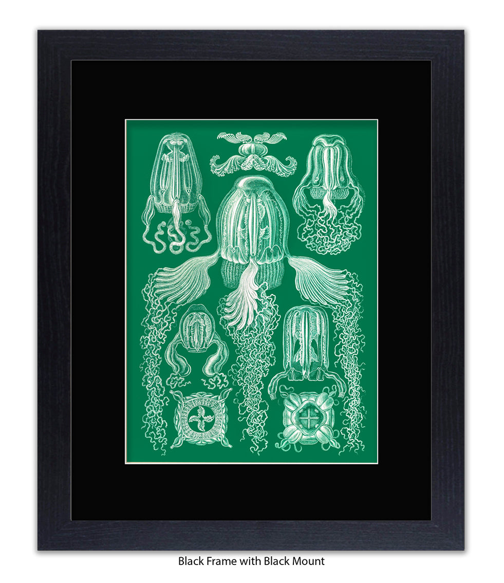 Jelly Fish Botanical Art Print