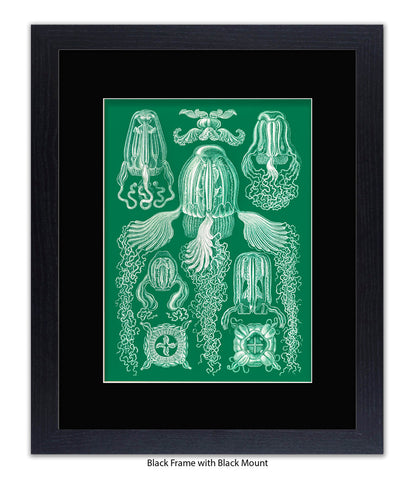 Jelly Fish Botanical Art Print