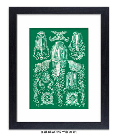 Jelly Fish Botanical Art Print