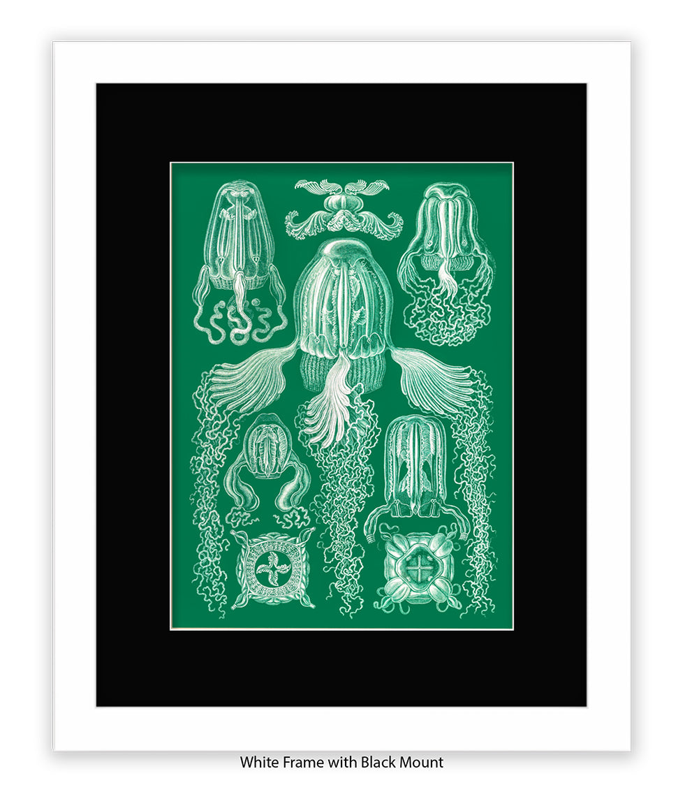 Jelly Fish Botanical Art Print