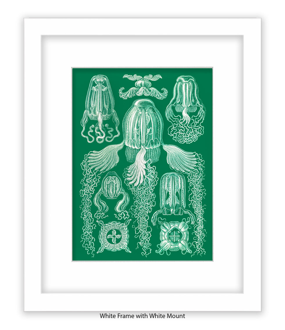 Jelly Fish Botanical Art Print