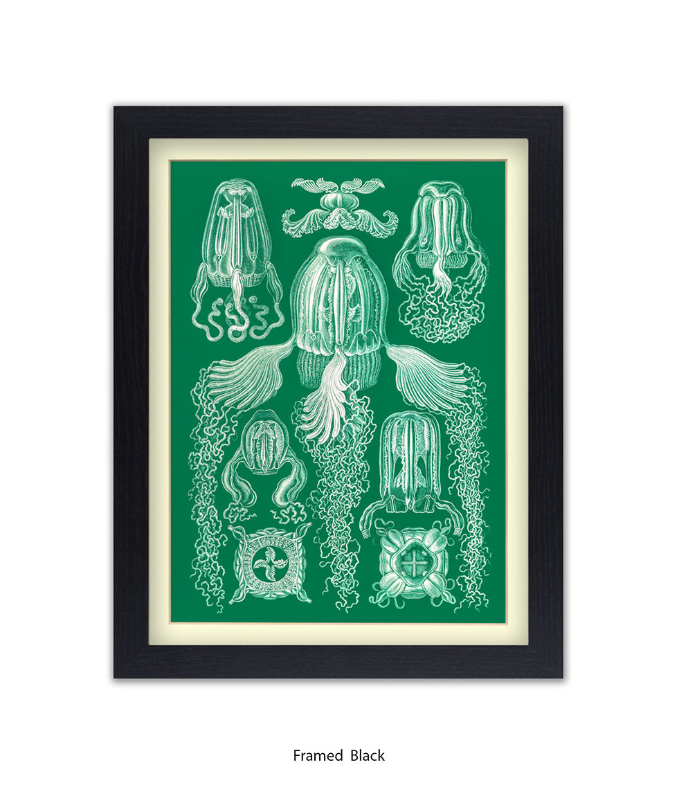 Jelly Fish Botanical Art Print