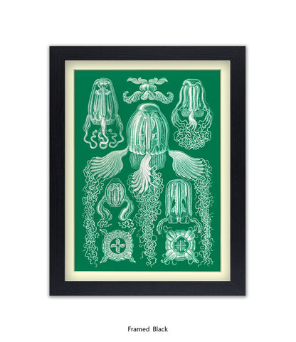 Jelly Fish Botanical Art Print