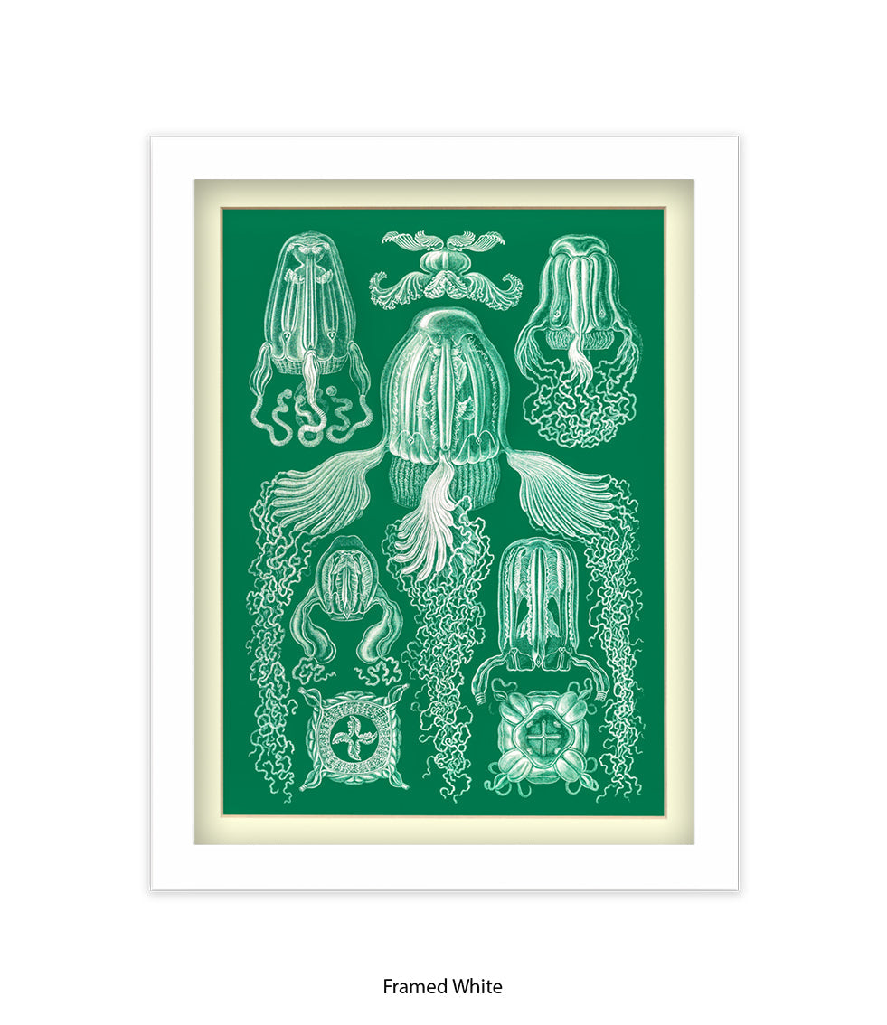 Jelly Fish Botanical Art Print