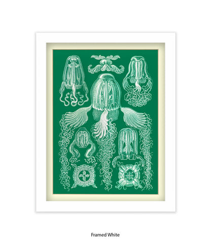 Jelly Fish Botanical Art Print