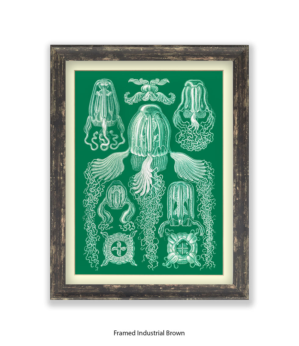 Jelly Fish Botanical Art Print