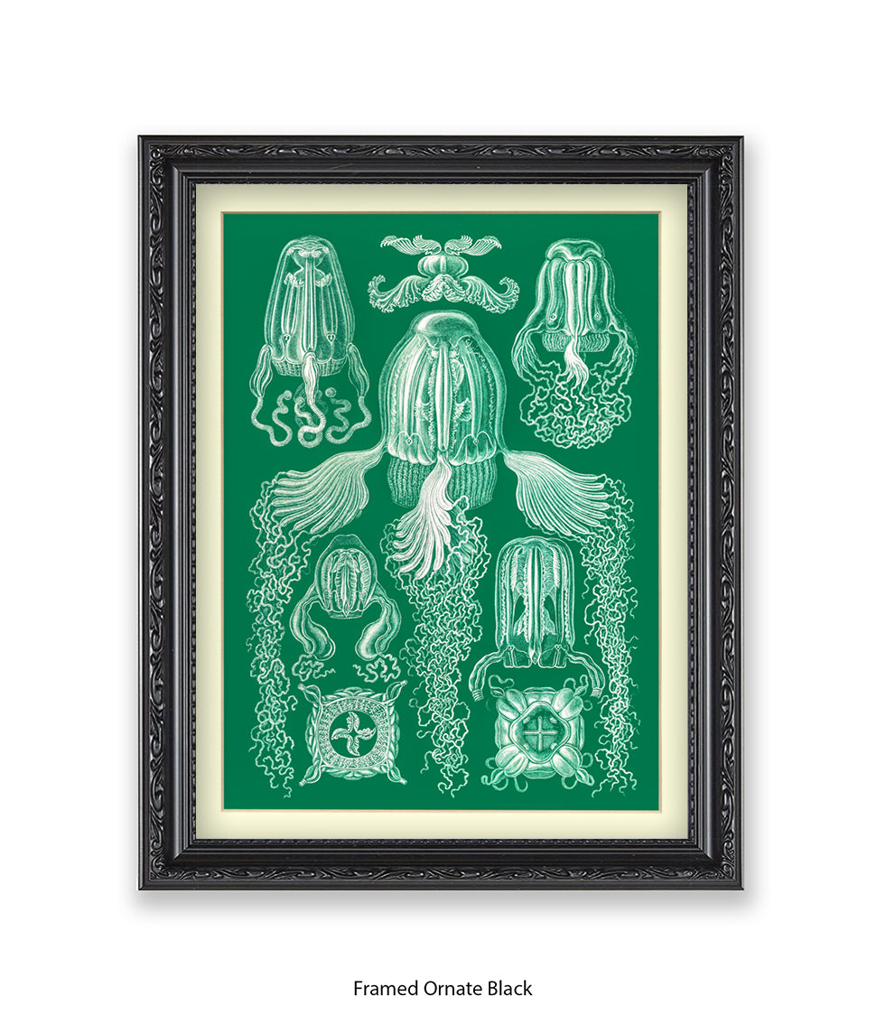 Jelly Fish Botanical Art Print