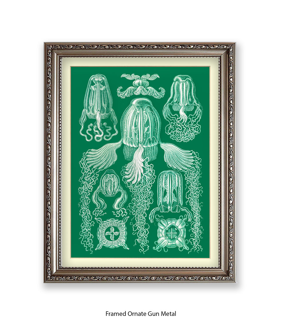 Jelly Fish Botanical Art Print