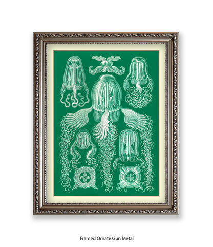 Jelly Fish Botanical Art Print