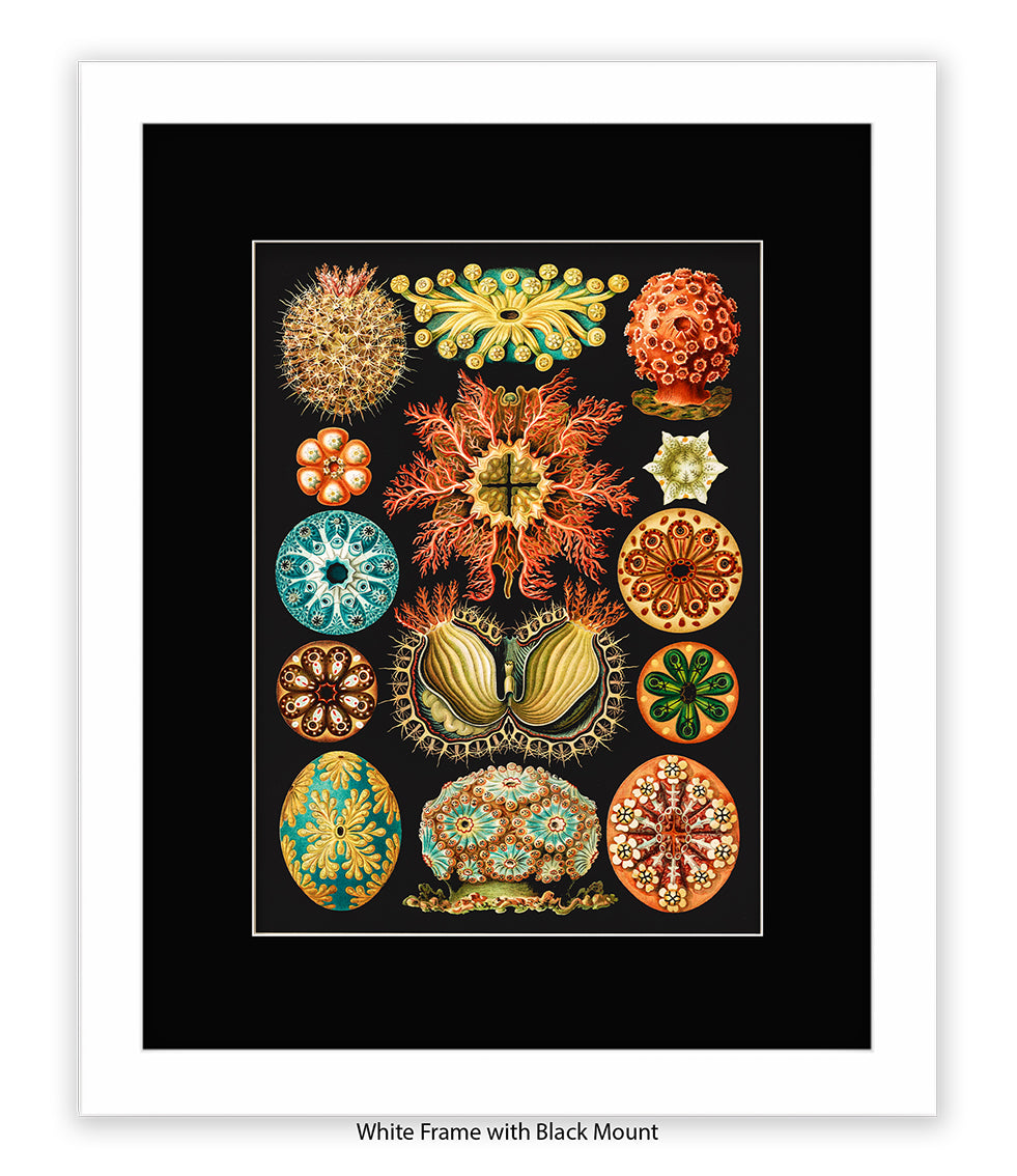 Sea Anemones Botanical Art Print