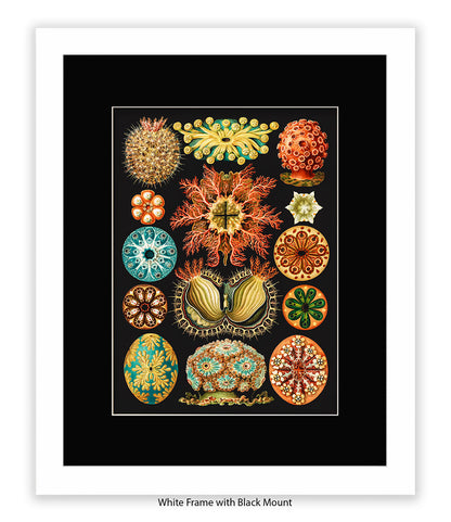 Sea Anemones Botanical Art Print