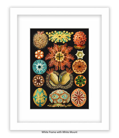 Sea Anemones Botanical Art Print