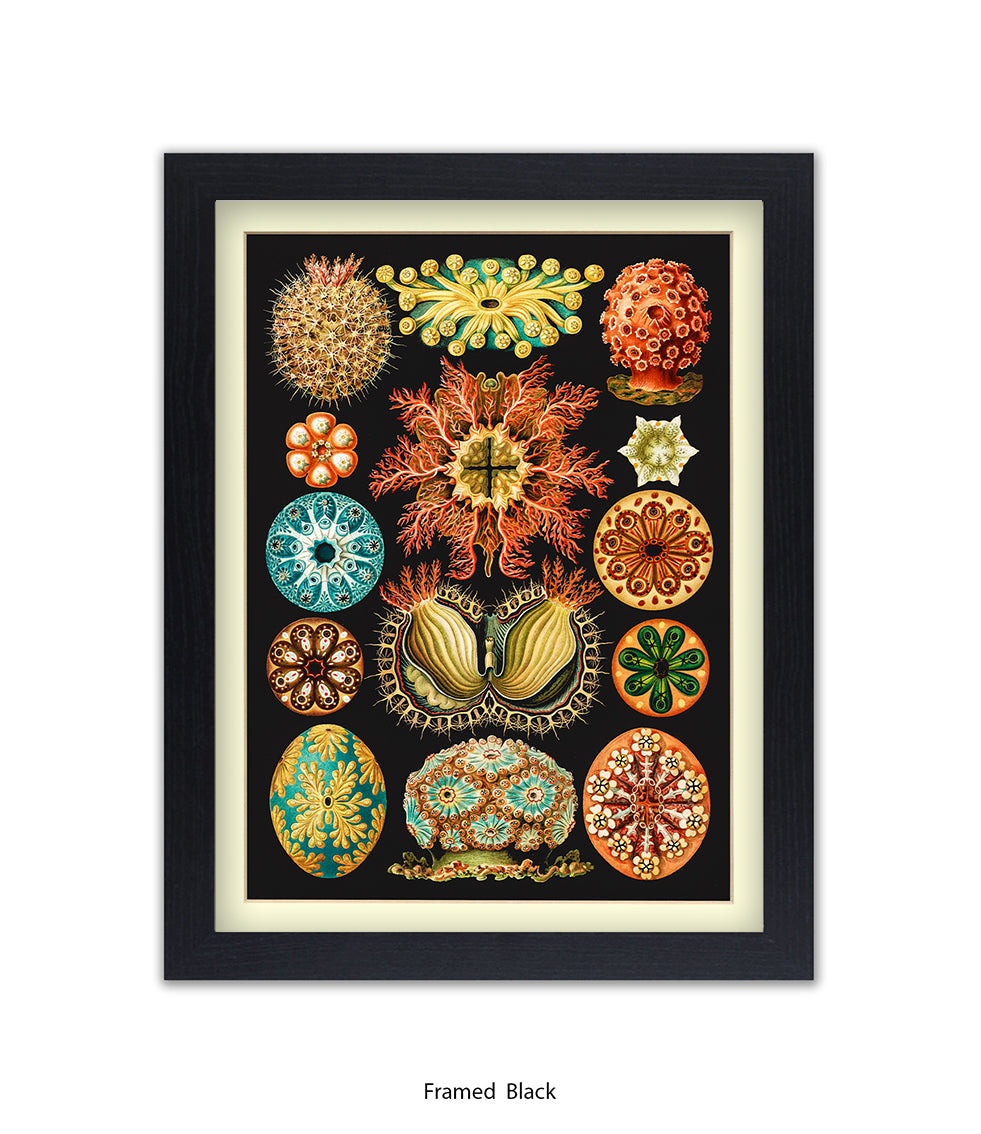 Sea Anemones Botanical Art Print