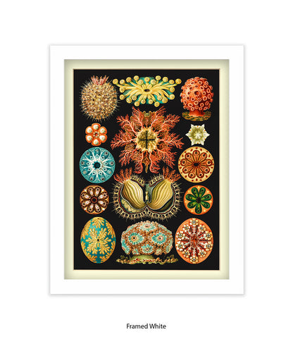 Sea Anemones Botanical Art Print