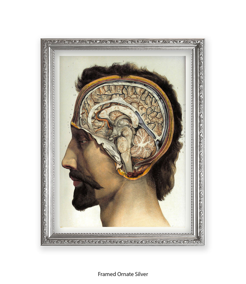 Brain Man Phrenolgy Art Print