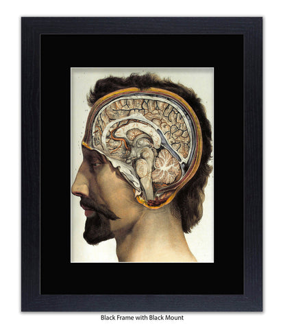 Brain Man Phrenolgy Art Print